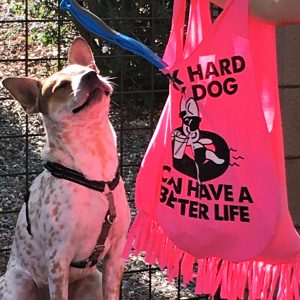 A reusable T-shirt bag is filled with dog toys and treats, a dog sits in the background and is grinning