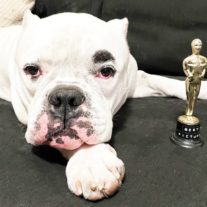 Rescue pitbull mixed dog Martin Scorcese sitting with a small Oscar statue on a couch