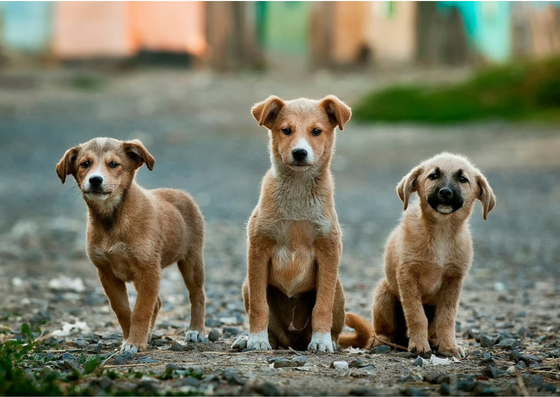 Top 5 Animal Adoption Organizations to Support in 2023