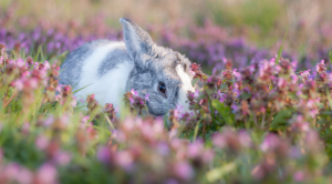 Banner of a rabbit hiding in pink flowers.