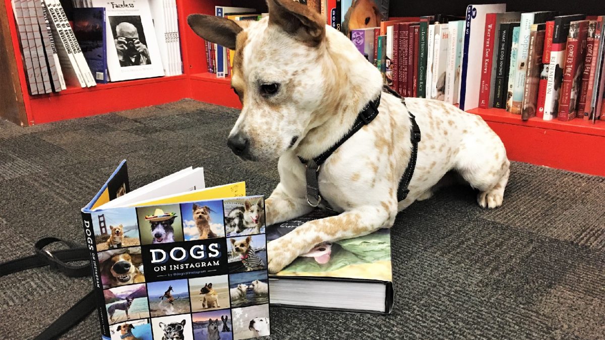 A white dog with red freckles lays in a bookstore, his front paws rest on a book and he is looking down into a second, open book