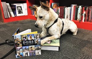 A white dog with red freckles lays in a bookstore, his front paws rest on a book and he is looking down into a second, open book