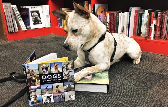 A white dog with red freckles lays in a bookstore, his front paws rest on a book and he is looking down into a second, open book