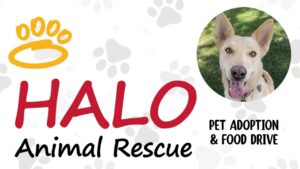 White background with light gray paw prints in back ground. Goldenrod drawn paw print in top left foreground. Circular picture of white dog with ears up on top right foreground. "HALO" in red in foreground. "Animal Rescue" in black print on bottom left foreground. "Pet Adoption & Food Drive" in black print below dog picture on right side foreground.