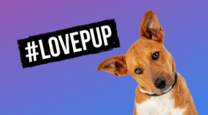 picture of dog taken from Canva for outside event