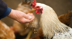 Banner picture of a chicken eating feed out of a hand.